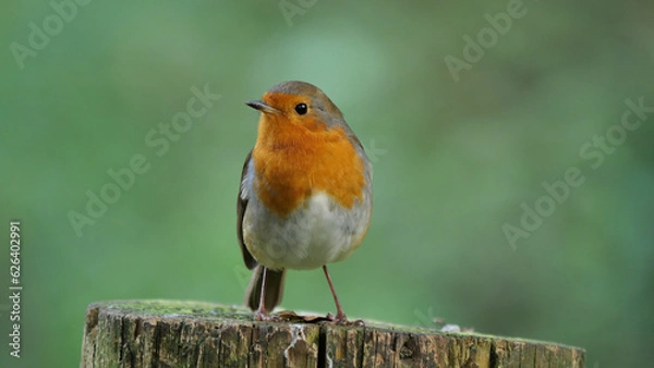 Obraz robin on a post