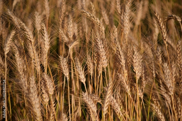 Obraz golden wheat field. harvest