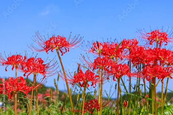 Fototapeta 矢勝川周辺に咲く彼岸花　愛知県半田市