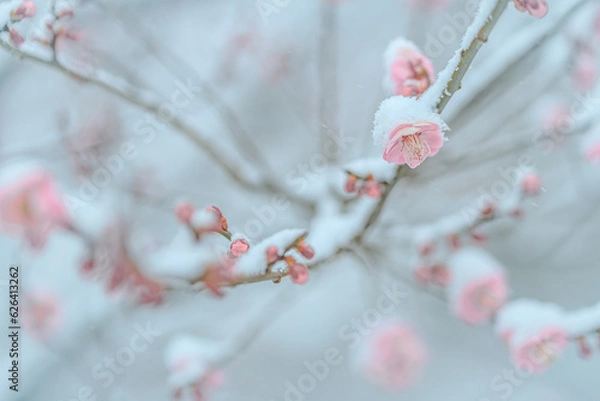 Obraz 梅の花に積もる雪