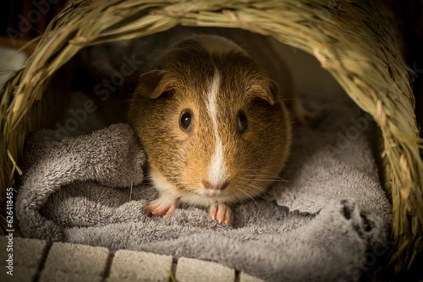 Fototapeta front view of a guinea pig