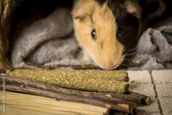 Fototapeta Different type of chew stick for guinea pig.  The chew stick is good for the teeth and can be chewed safely. Small animals that move teeth must grind their teeth. 