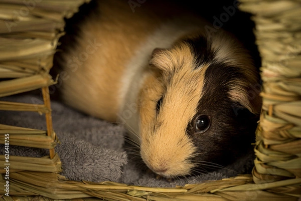 Fototapeta Close up view of a guinea pig