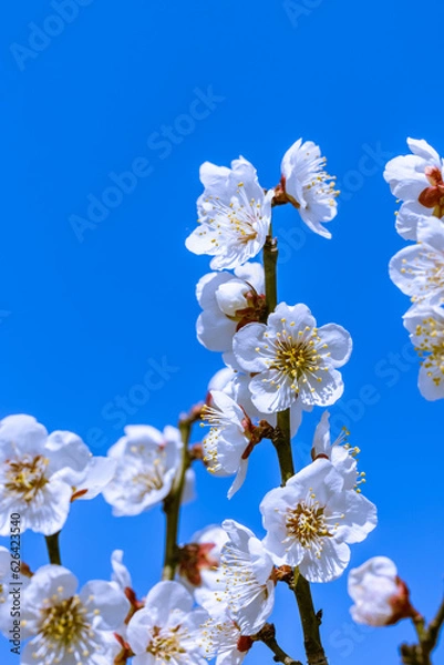 Fototapeta 満開の梅の花　白梅