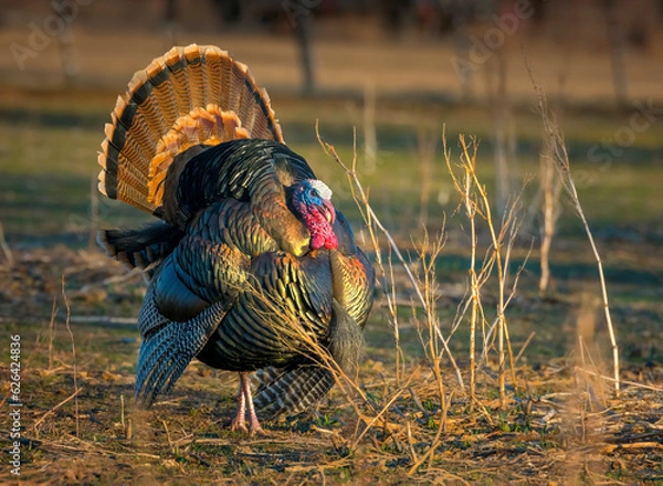 Fototapeta Colorful American wild turkey(s) display brilliant plumage as they compete for mates and forage for food.