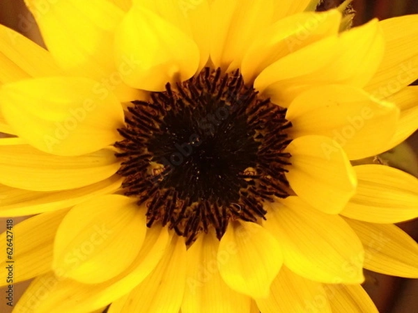 Obraz ひまわりの花