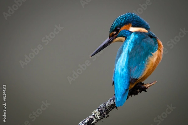 Obraz Wielka Brytania Wild Kingfisher