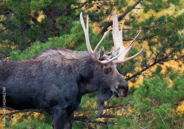 Fototapeta Moose in the Rocky Mountains