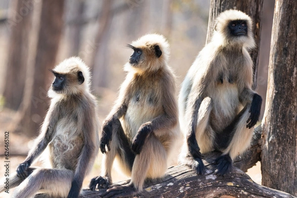 Obraz Gray langur monkeys in Kabini wildlife sanctuary