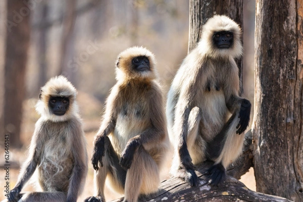 Obraz Gray langur monkeys in Kabini wildlife sanctuary
