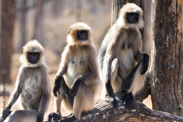 Obraz Gray langur monkeys in Kabini wildlife sanctuary