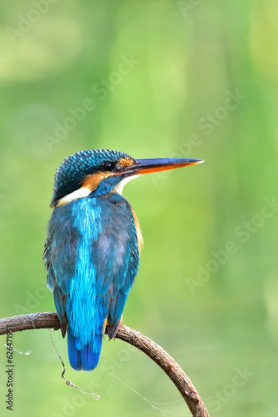 Obraz Common Kingfisher