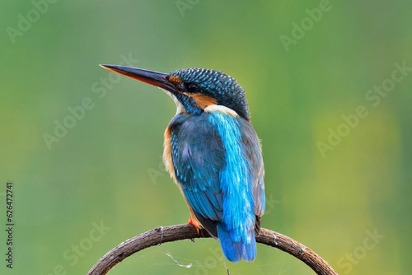 Obraz Common Kingfisher