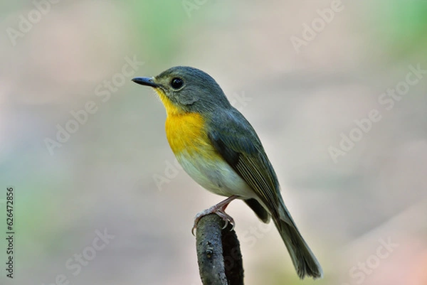 Obraz Tickell's Blue Flycatcher