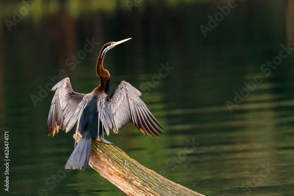 Fototapeta African darter