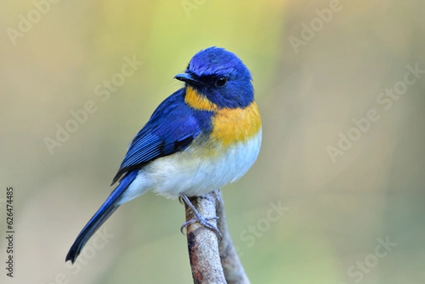 Obraz Tickell's Blue Flycatcher