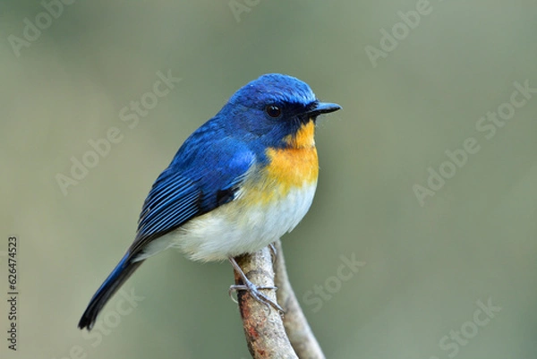 Obraz Tickell's Blue Flycatcher
