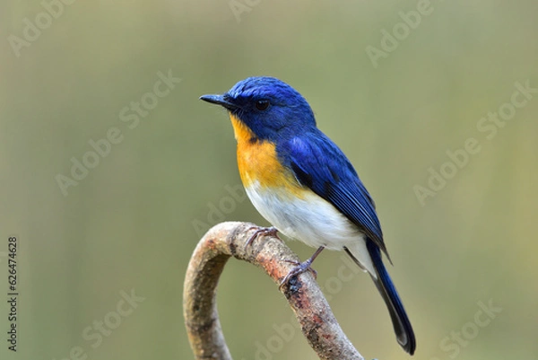 Obraz Tickell's Blue Flycatcher