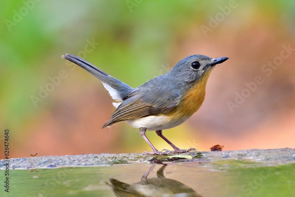 Obraz Tickell's Blue Flycatcher