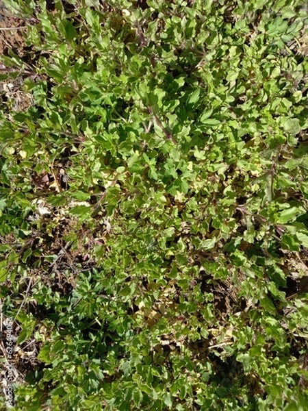 Obraz Bright green background of leaves without flowers