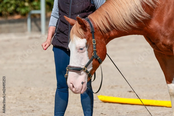 Fototapeta Horse Quarter Portraits from the front with cavesson and lunge in training, trainer in background and horse looking down intently..