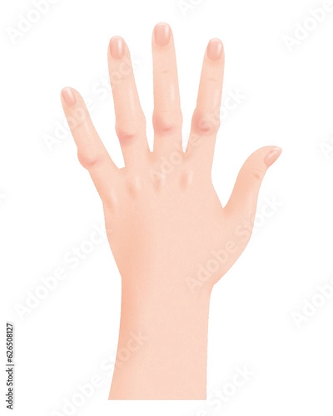 Fototapeta ブシャール結節 第二関節 腫れ リアル イラスト 症例 整形外科 透過 png 背景透明