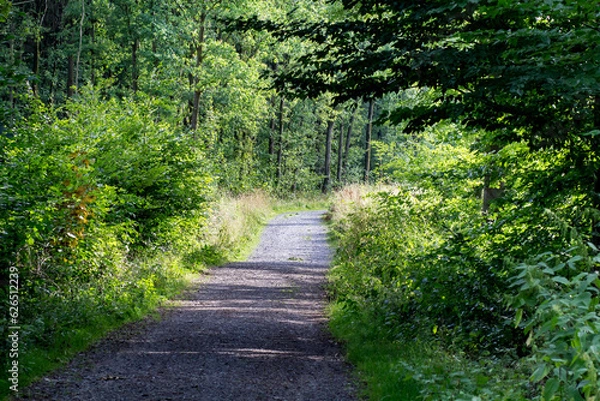 Obraz Breiter Weg durch einen Wald