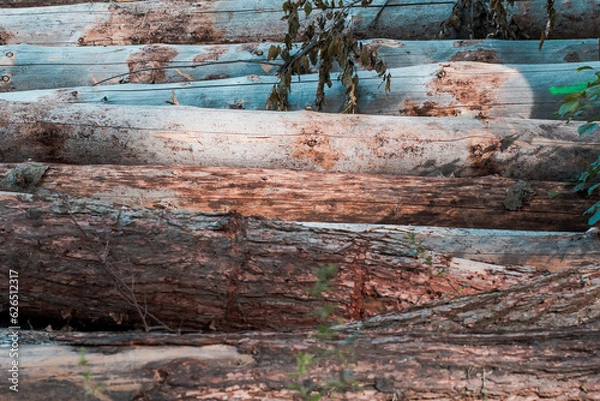 Obraz Abgeholzte Baumstämme auf einander gestapelt	