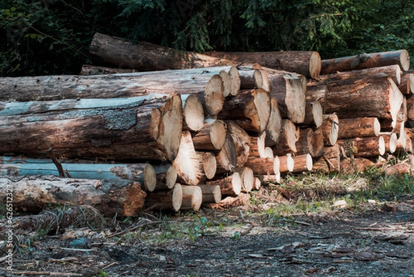 Obraz Abgeholzte Baumstämme auf einander gestapelt	