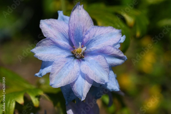 Obraz Makra na łące