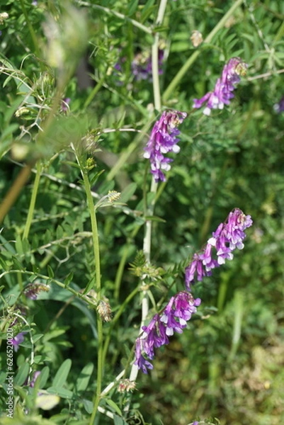 Fototapeta 紫色の小さな花、ナヨクサフジ