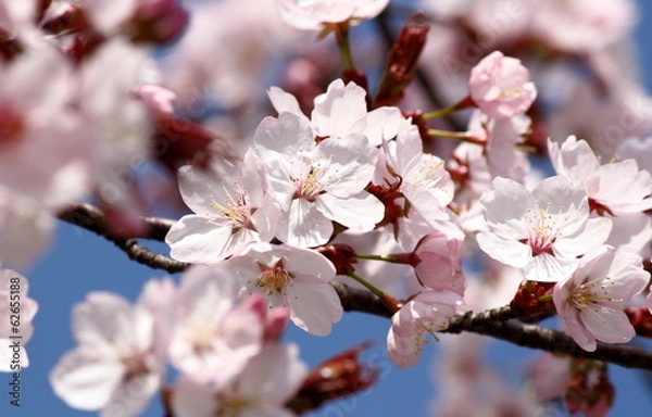 Obraz Kirschblüten Closeup