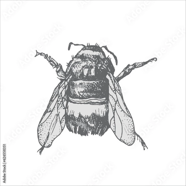 Fototapeta bee handdrawn illustration, vector bee drawing