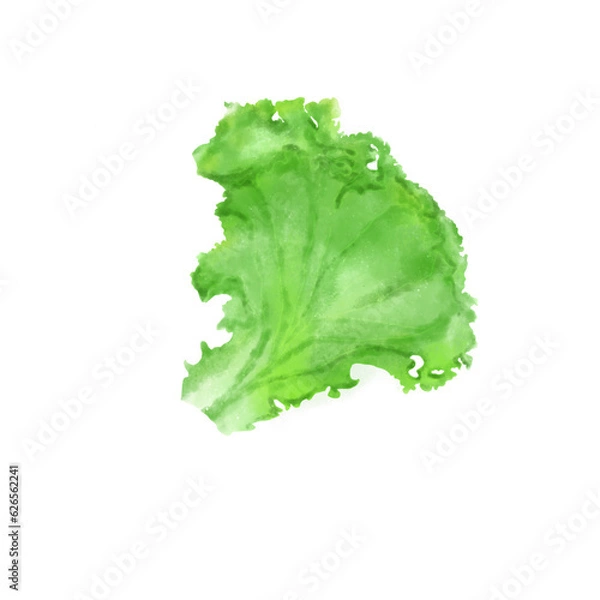 Obraz lettuce