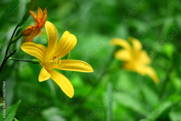 Fototapeta 月の光に浮び咲く