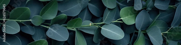 Fototapeta Eucaliptus leaves on color background. Floral banner with copy space. Abstract natutal backdrop