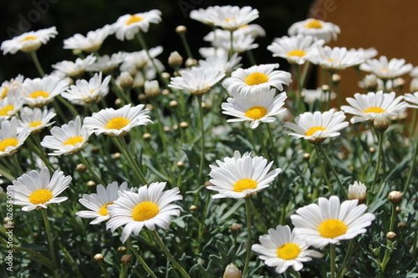 Fototapeta Fleurs d'été