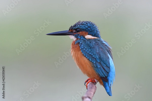 Obraz Common Kingfisher
