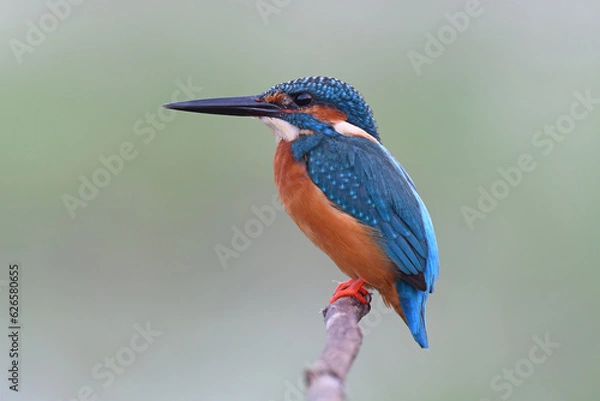 Obraz Common Kingfisher