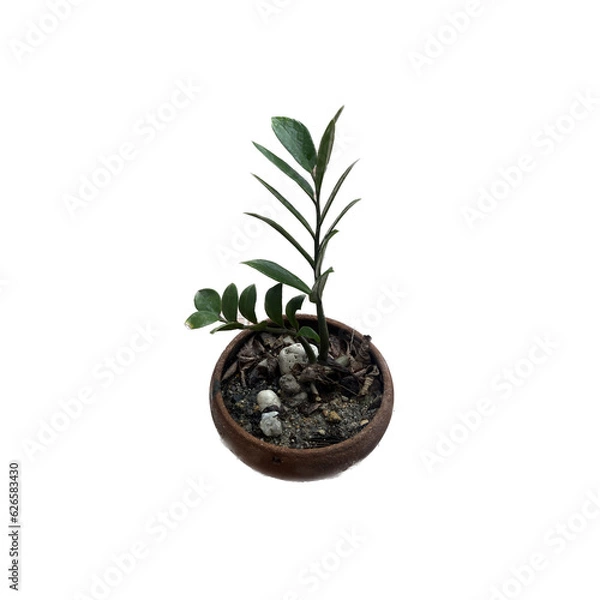 Obraz plant in a pot
