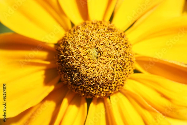 Fototapeta Fleur jaune