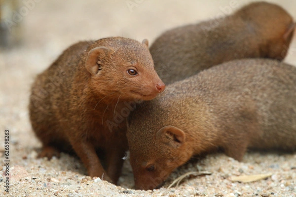 Fototapeta Mangoustes