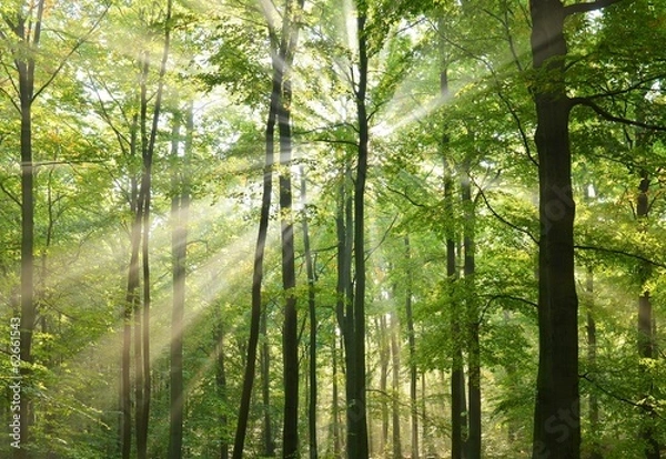 Obraz forest trees