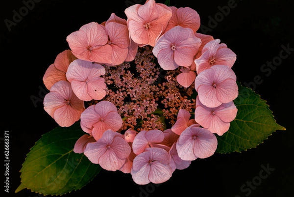 Obraz pink hydrangea on black background