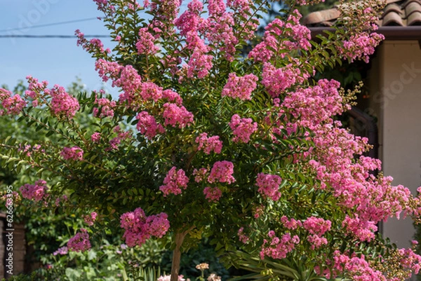Fototapeta Lagerstroemia indica in blossom. Beautiful pink flowers on Сrape myrtle tree on blurred blue sky background. Selective focus.