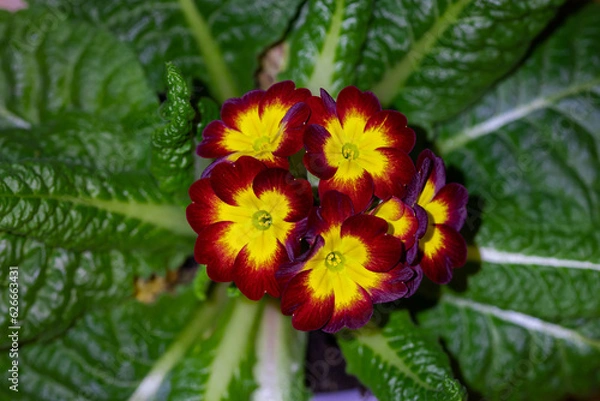 Obraz primula flower