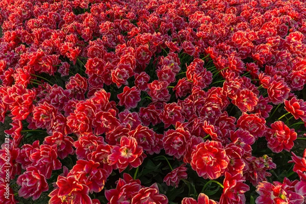 Obraz red and yellow tulip