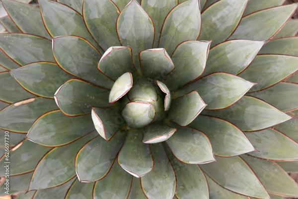 Fototapeta close up of a cactus