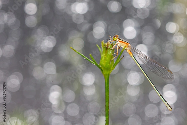 Obraz 황금무늬가   아름다운 실잠자리