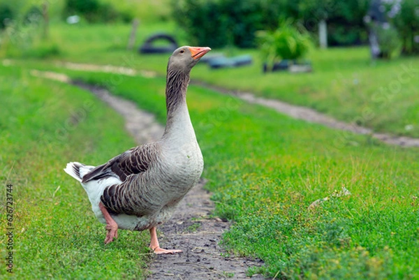 Obraz Goose running across field. Country greylag goose wandering over grass.